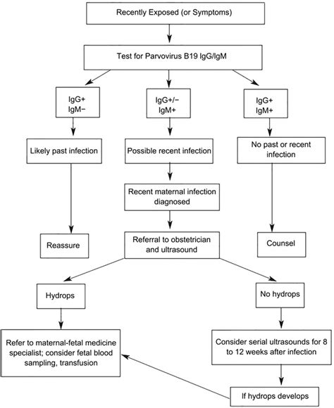 parvovirus b19 in pregnancy guidelines